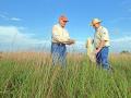 Jim Willis (left) and Garry Stephens stand in quail habitat. They say at least 300 to 500 clumps of bunch grass per acre provide suitable nesting cover, Image by Karl Wolfshohl